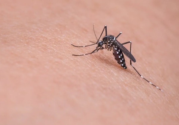 Número de mortos por dengue na Bahia sobe para 30, diz Sesab