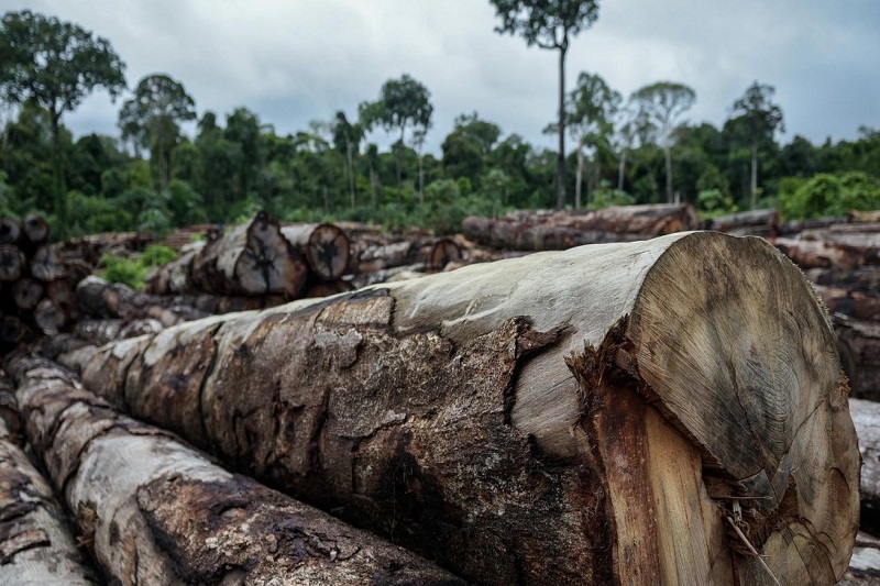 Brasil é líder em derrubada de florestas tropicais no mundo