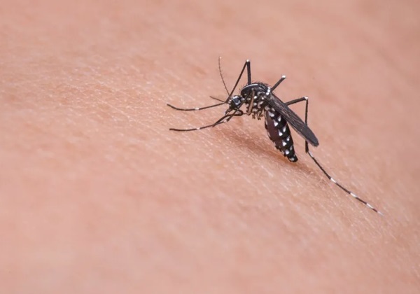 Brasil já tem mais de 3 milhões de casos de dengue em 2024